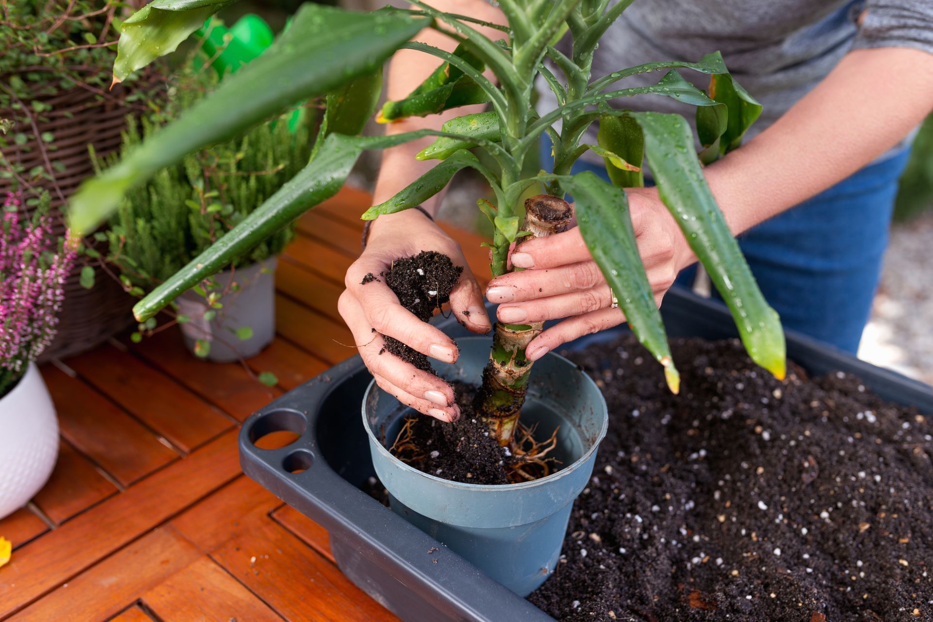 Persona che rinvasa una pianta da appartamento in un vaso blu, con terriccio scuro, su un tavolo di legno all'esterno.