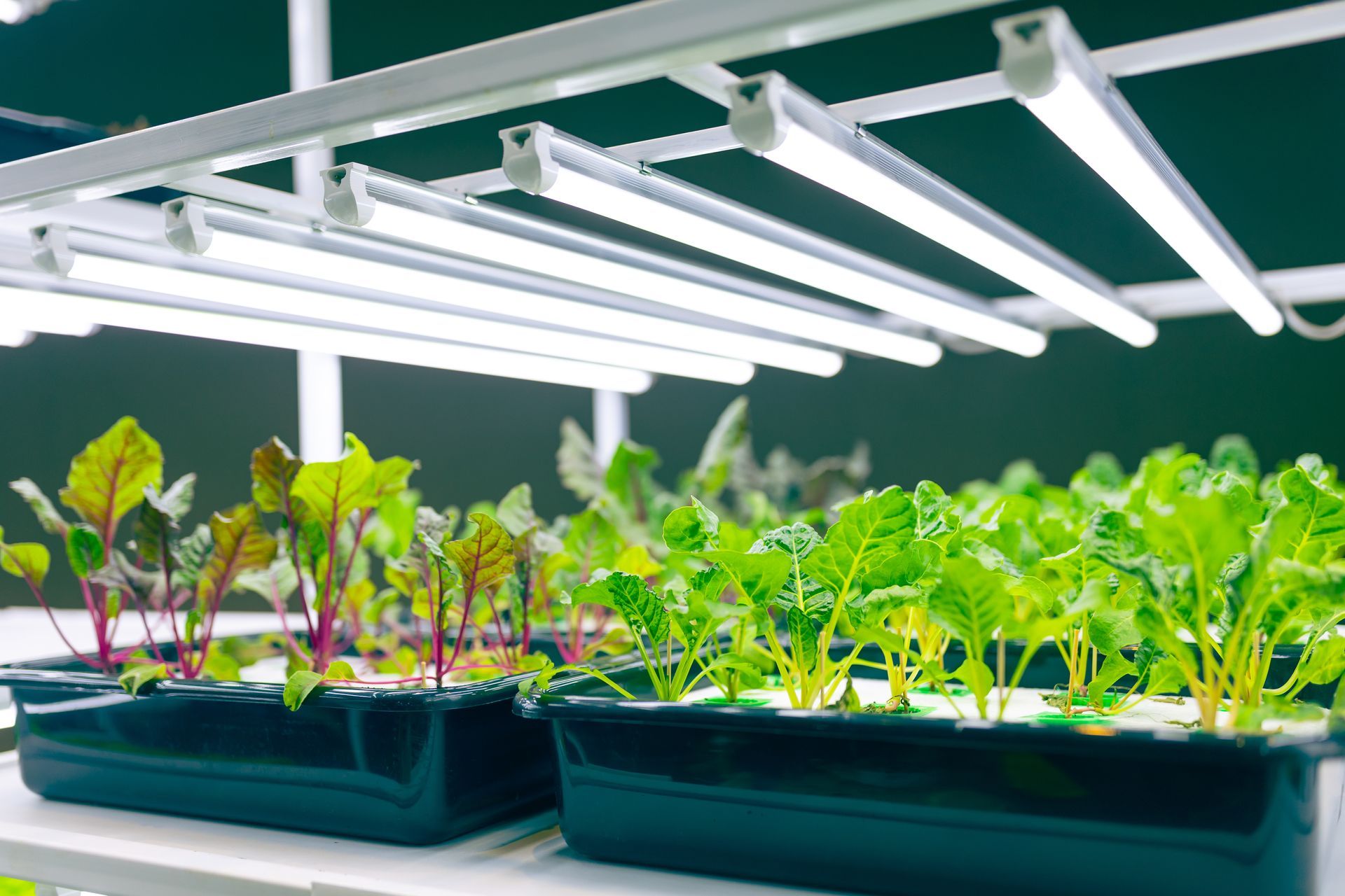 Piantine che crescono sotto luci fluorescenti intense in un impianto idroponico.