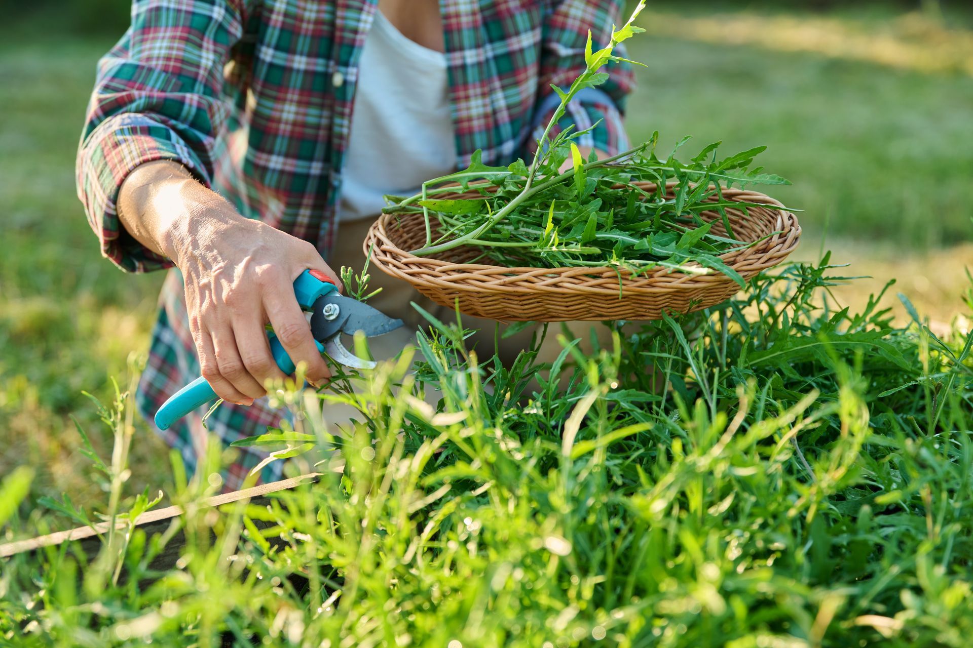 Persona che raccoglie la rucola con delle cesoie da giardino e la mette in un cesto di vimini in un giardino.