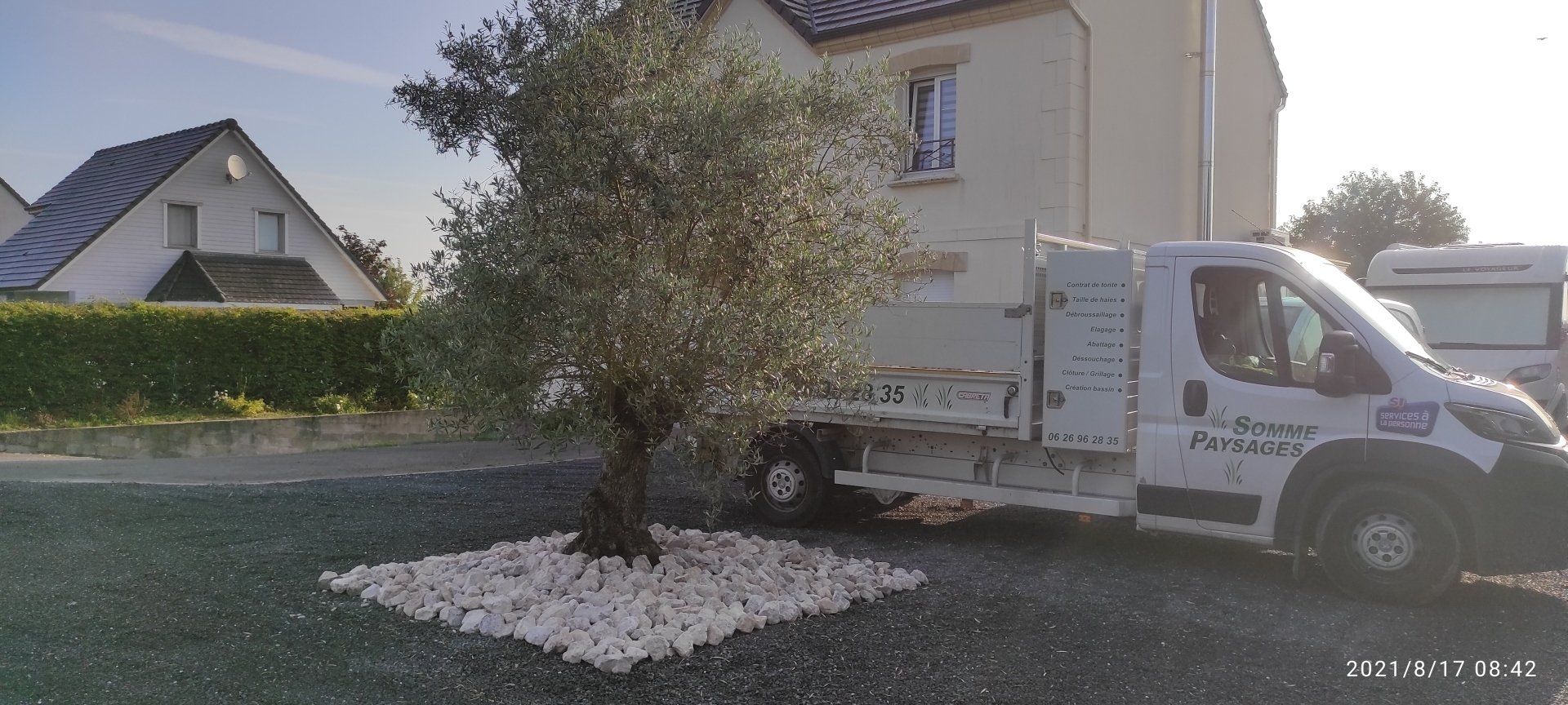 Plantation d'un olivier entourée de gravier
