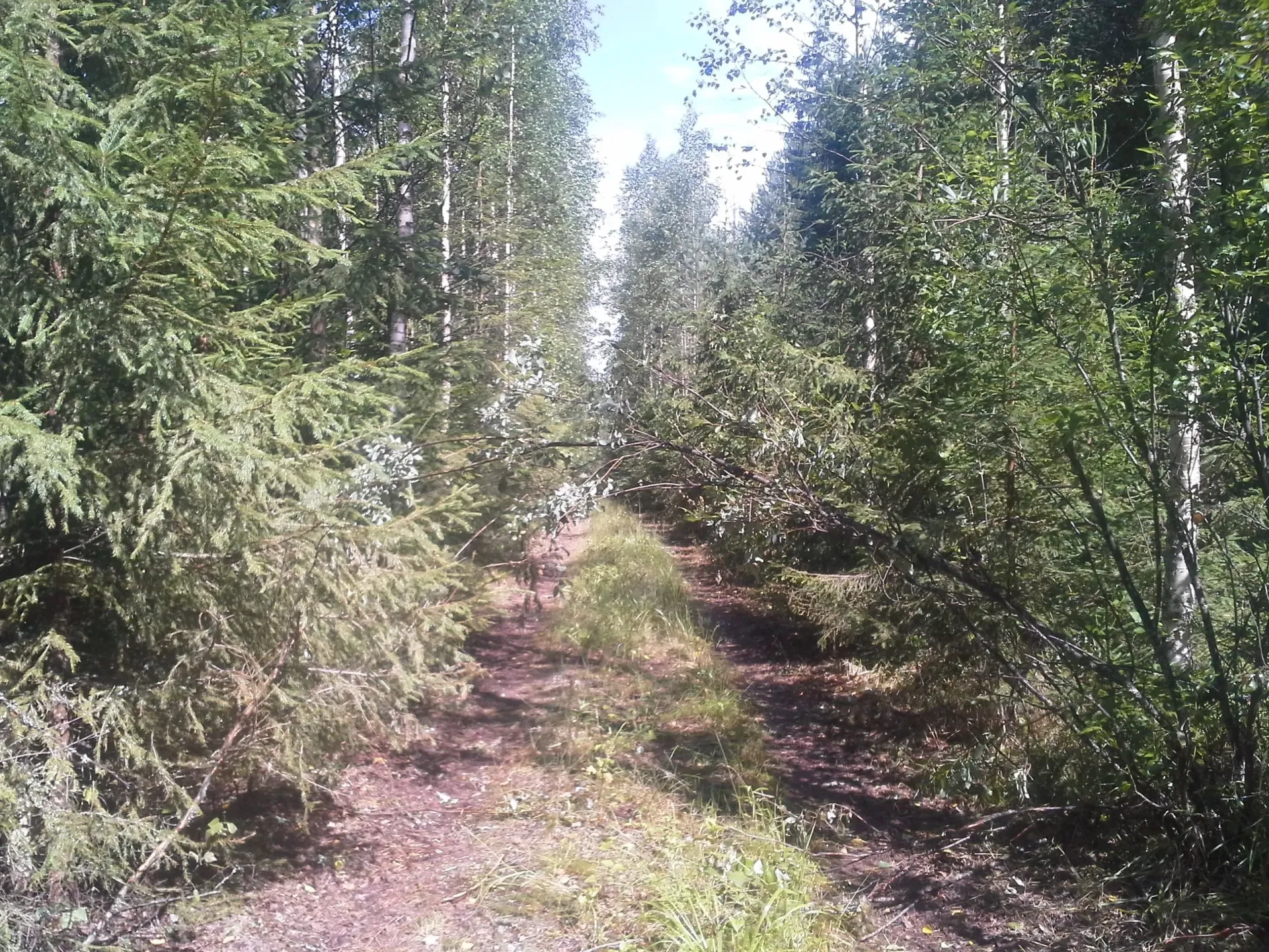 Metsäkoneurakointi Teemu Tiitinen Oy