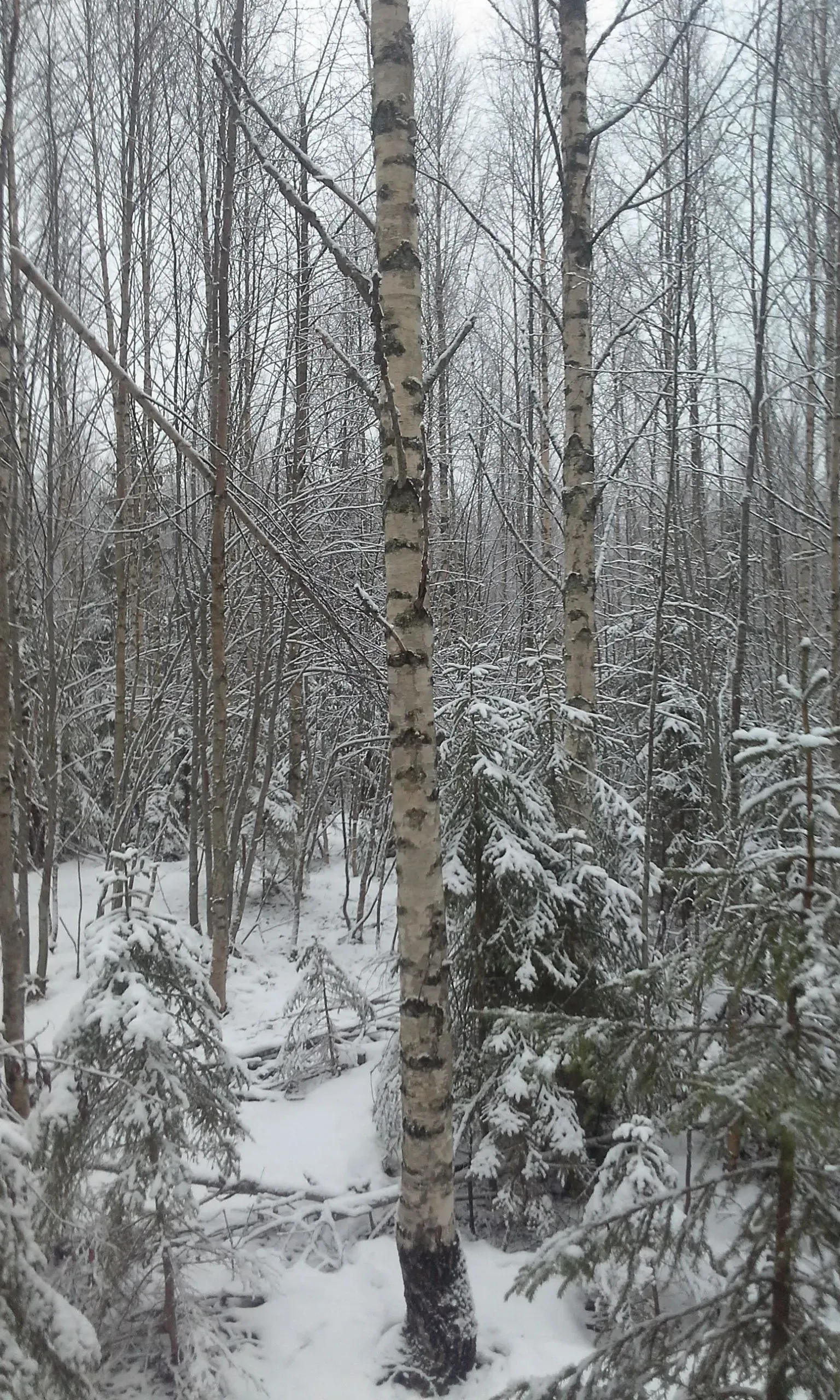 Metsäkoneurakointi Teemu Tiitinen Oy