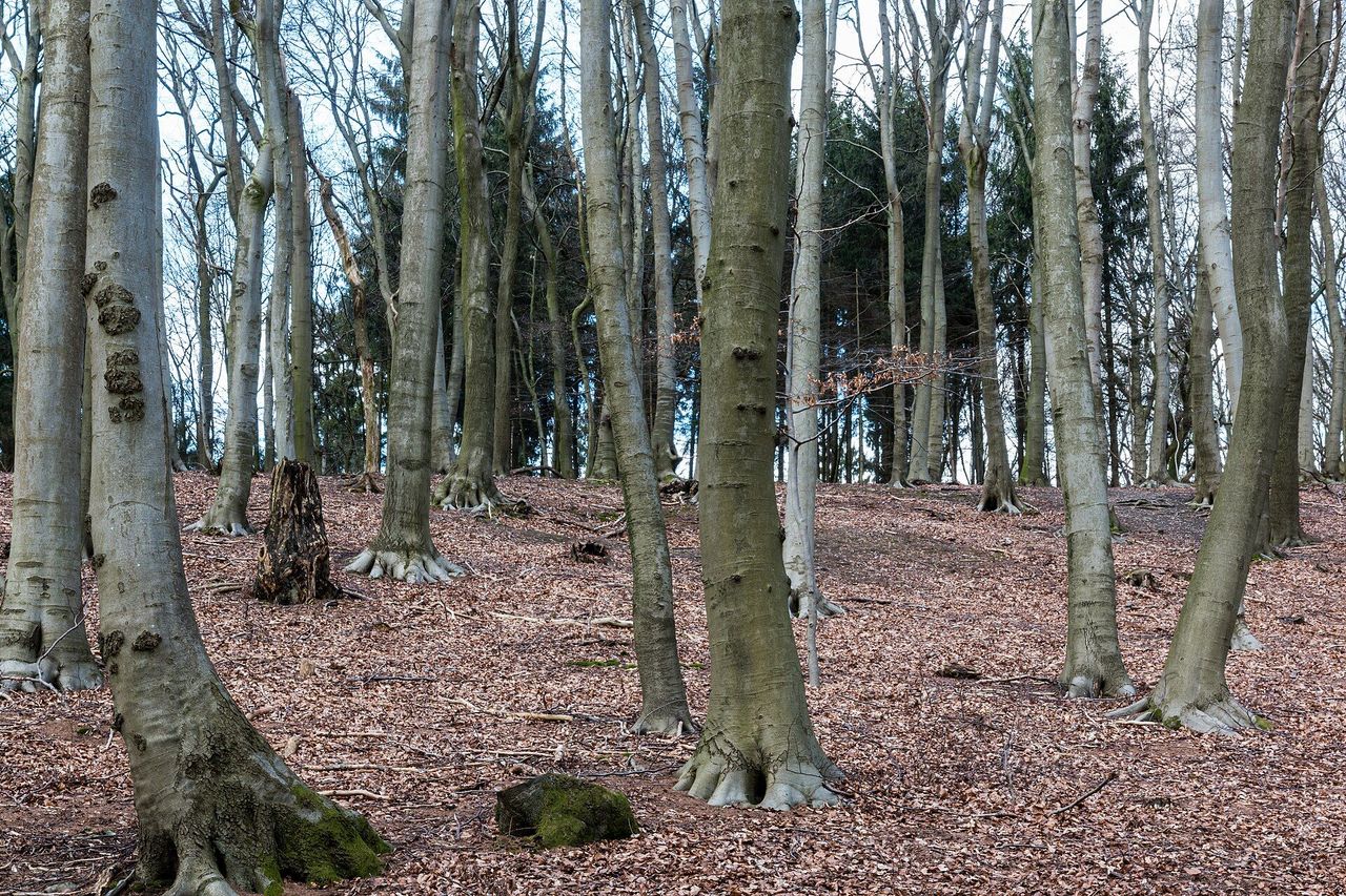 Buchenwald in den Baumbergen