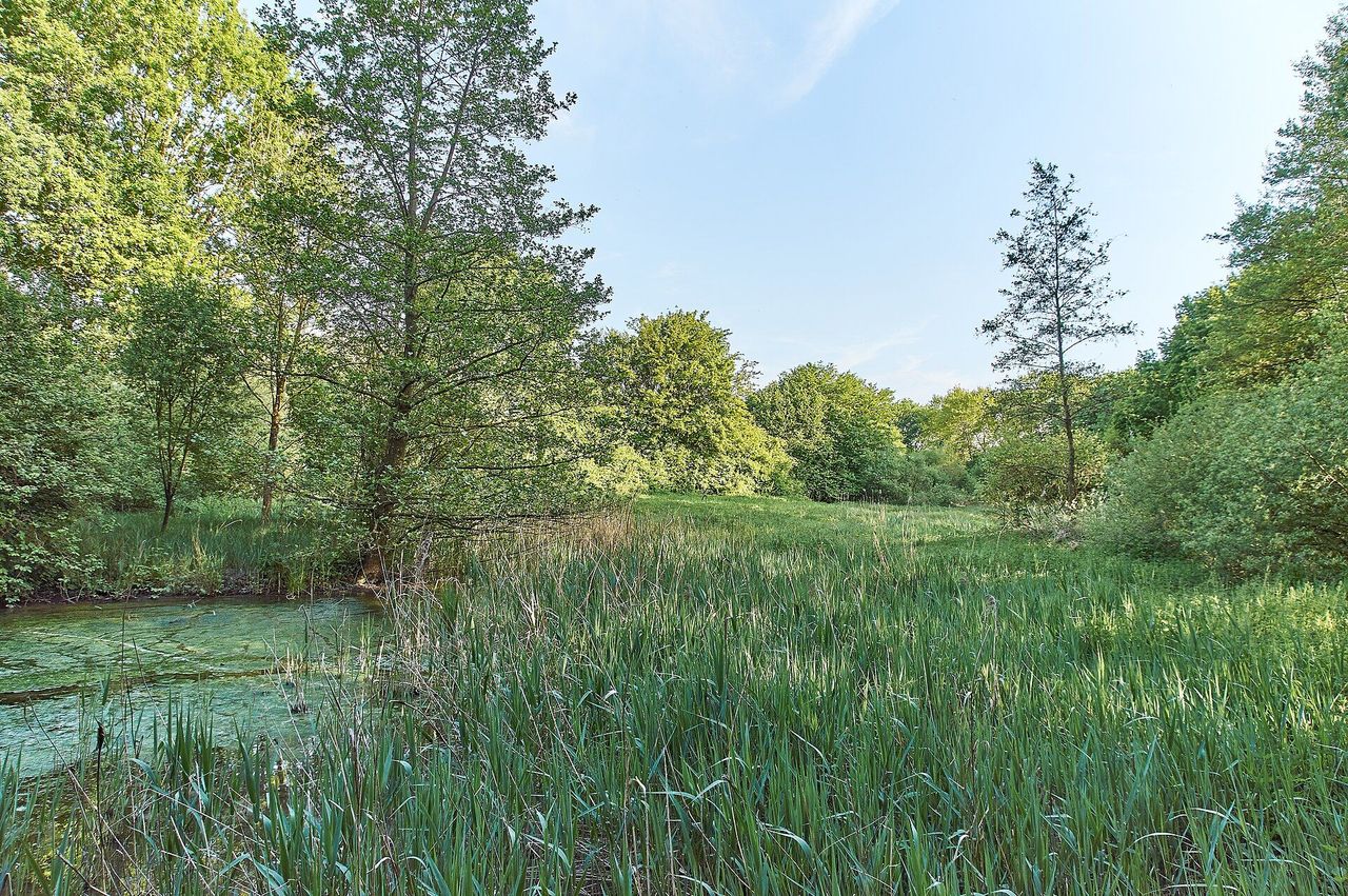Berkelquellteich in Billerbeck