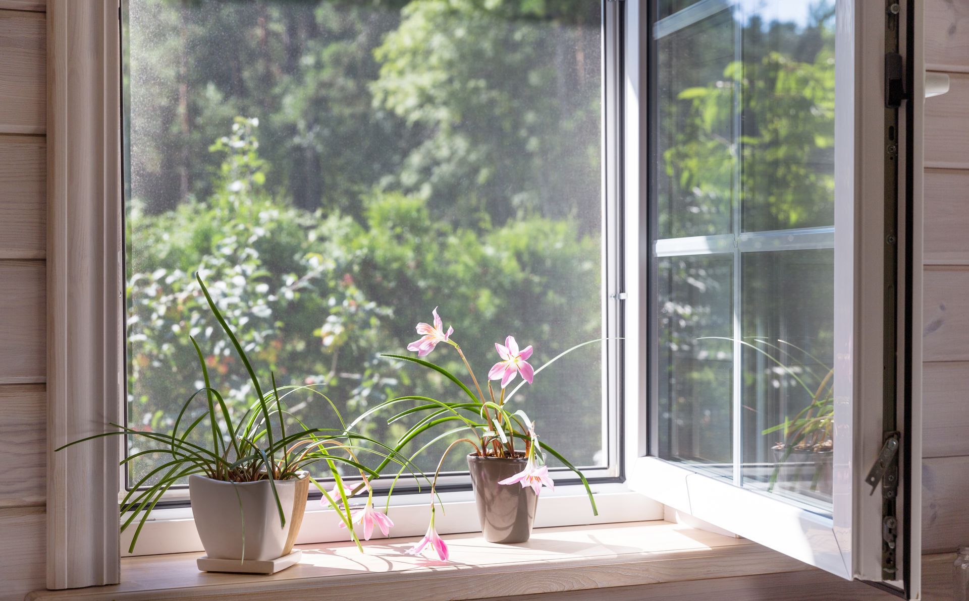 Fenêtre blanche avec petites plantes