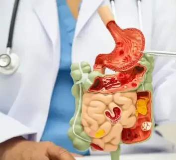 A doctor is holding a model of the digestive system