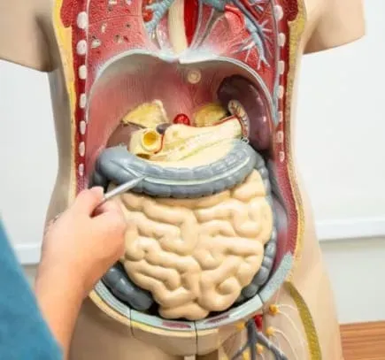 A person is holding a model of the inside of a human body.