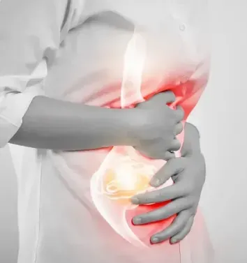 A doctor is holding a model of the digestive system