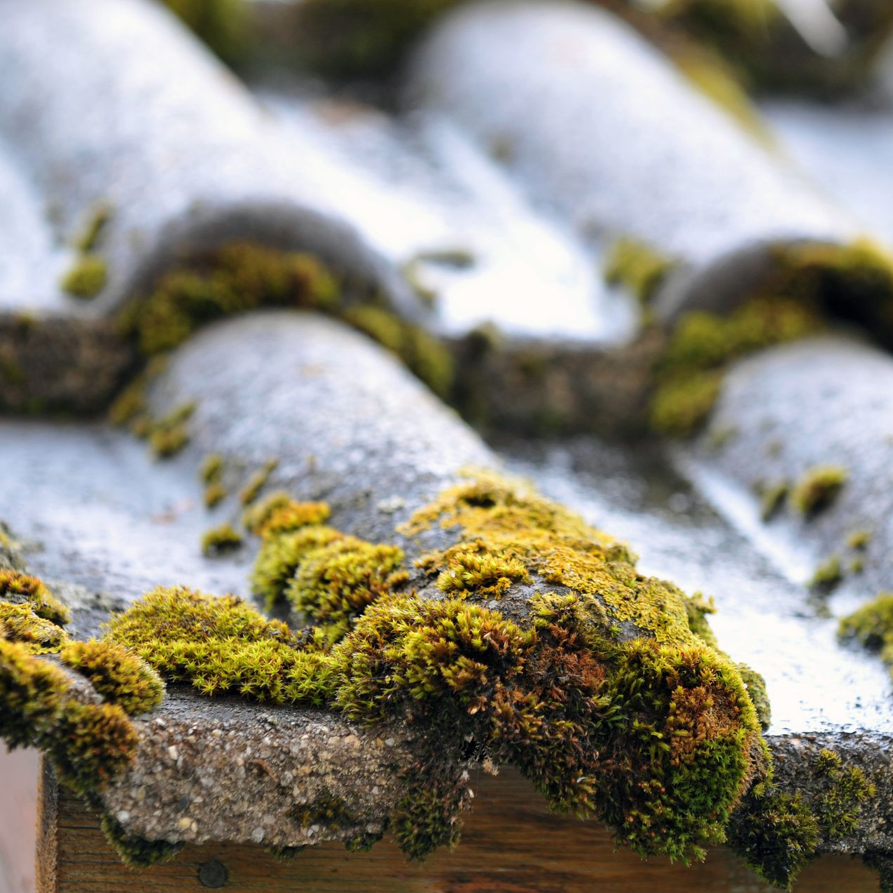 Gros plan sur des tuiles grises et incurvées, fortement recouvertes de taches de mousse d'un vert et d'un jaune éclatants.