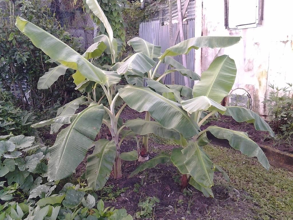 Un bananier aux larges feuilles vertes pousse à côté d’un mur blanc dans un jardin.