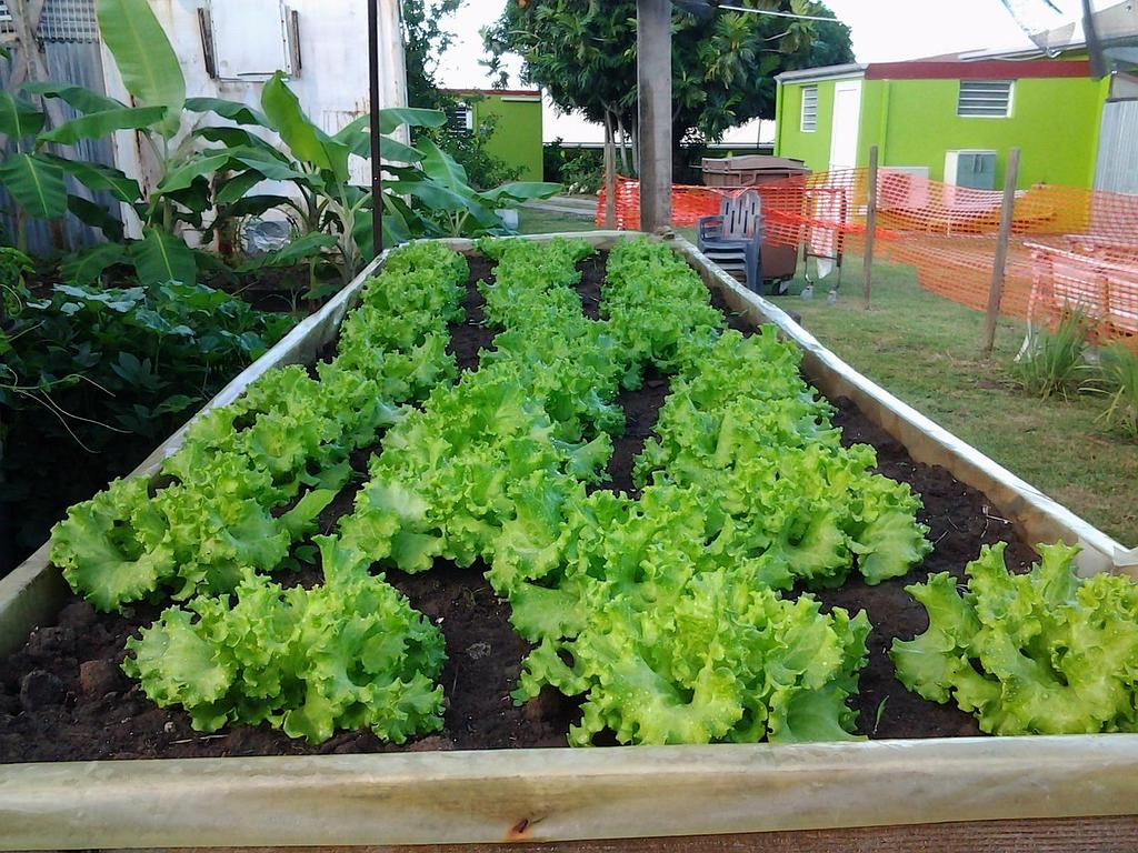 Potager surélevé avec des rangées de laitues vertes poussant dans la terre, près de maisons et d’une clôture orange.