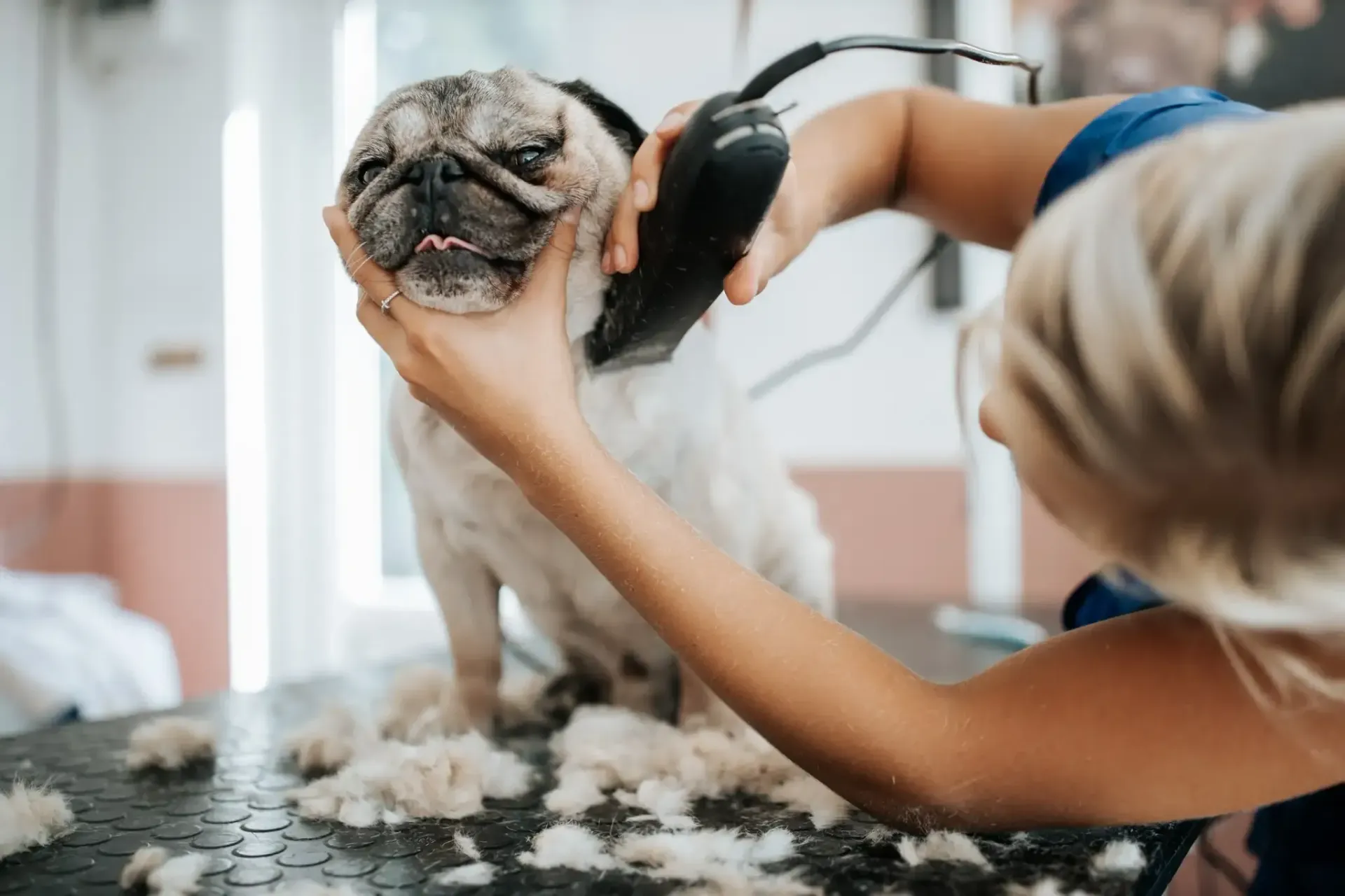 Persona afeitando el pelaje de un pug con una maquinilla eléctrica en una mesa de peluquería.