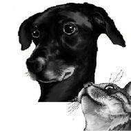 El perro negro con ojos abiertos mira hacia la izquierda, el gato que est&aacute; debajo mira hacia arriba.