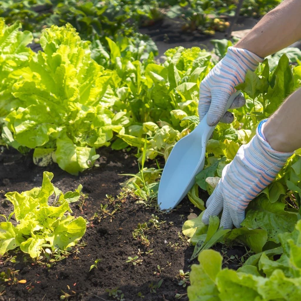 Una persona que lleva guantes está cavando en un jardín con una pala.