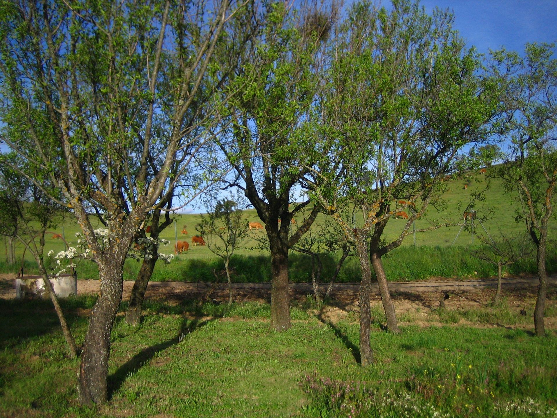 Una hilera de árboles en un campo de hierba con vacas al fondo