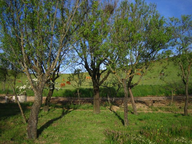 Una hilera de árboles en un campo de hierba con vacas al fondo