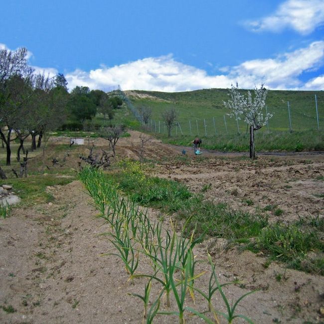 Una hilera de plantas crece en un campo de tierra.