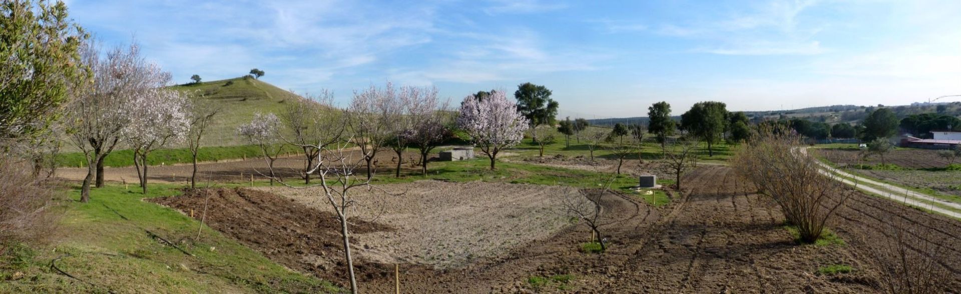 Un campo con árboles al fondo y una colina al fondo