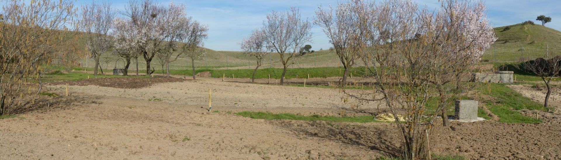 Una imagen borrosa de un campo con árboles al fondo.