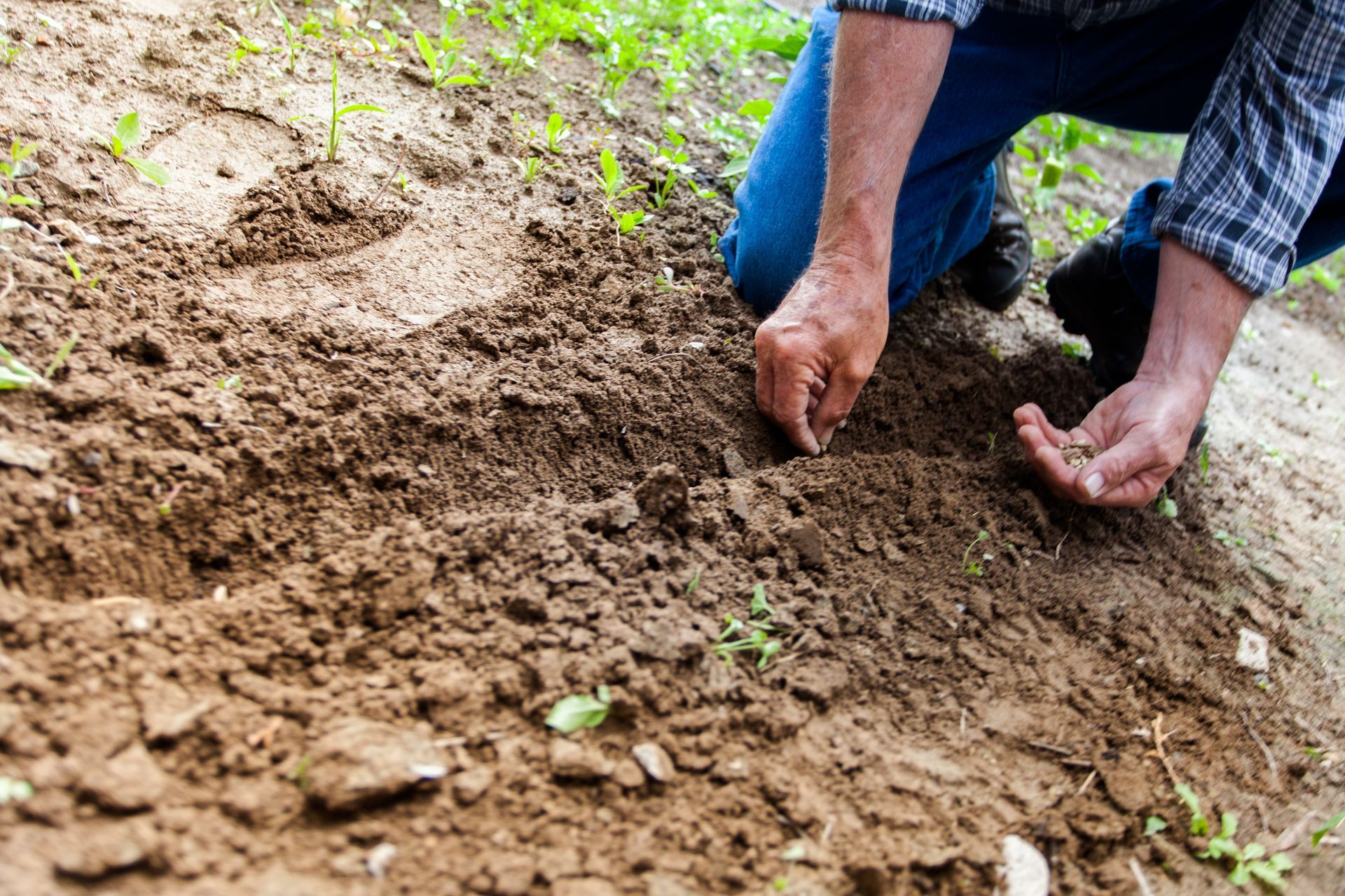 Un hombre está arrodillado en la tierra plantando una planta.