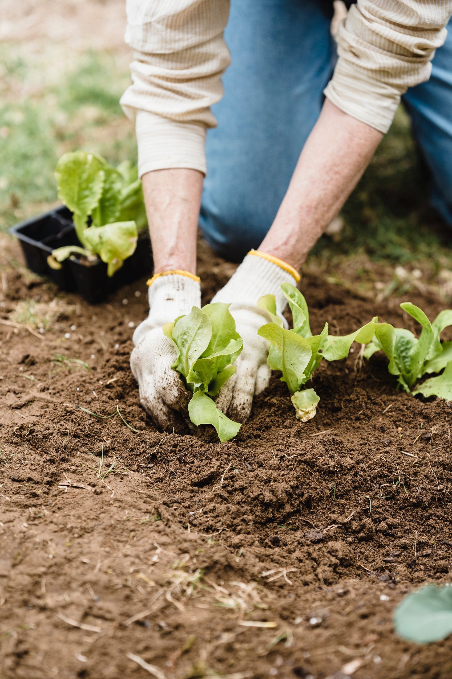 Una persona está arrodillada en la tierra plantando lechuga en un jardín.