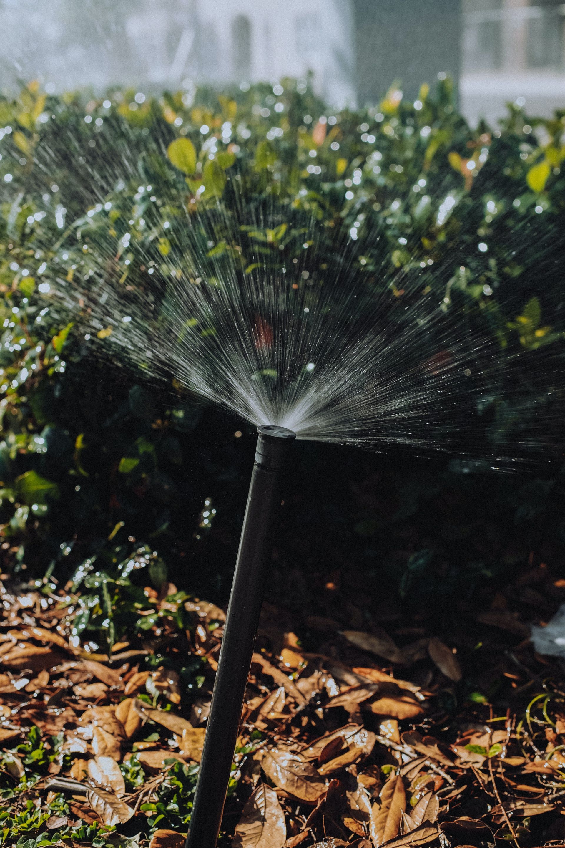 Un aspersor está rociando agua sobre un arbusto en un jardín.