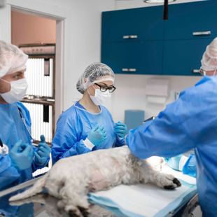 ein weißer hund liegt auf einem tisch in einer operationssäule