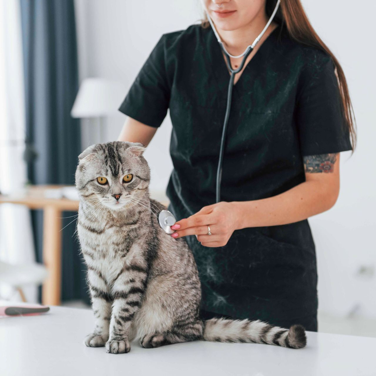 Eine Frau untersucht eine Katze mit einem Stethoskop