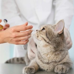 Eine Katze sitzt auf einem Tisch und erhält eine Injektion von einem Tierarzt