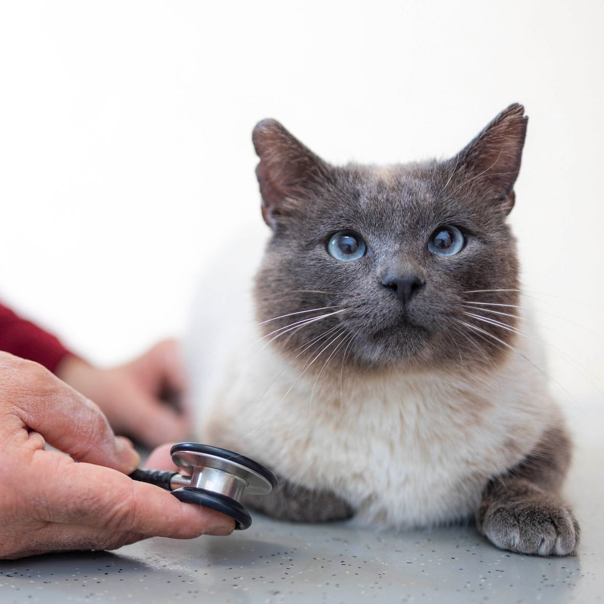 Eine Katze wird von einem Tierarzt mit einem Stethoskop untersucht