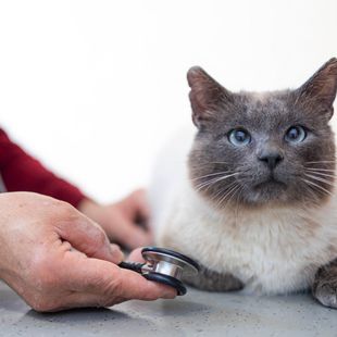 Eine Katze wird von einem Tierarzt mit einem Stethoskop untersucht.