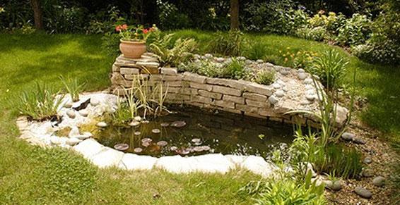 Création d'un bassin végétal