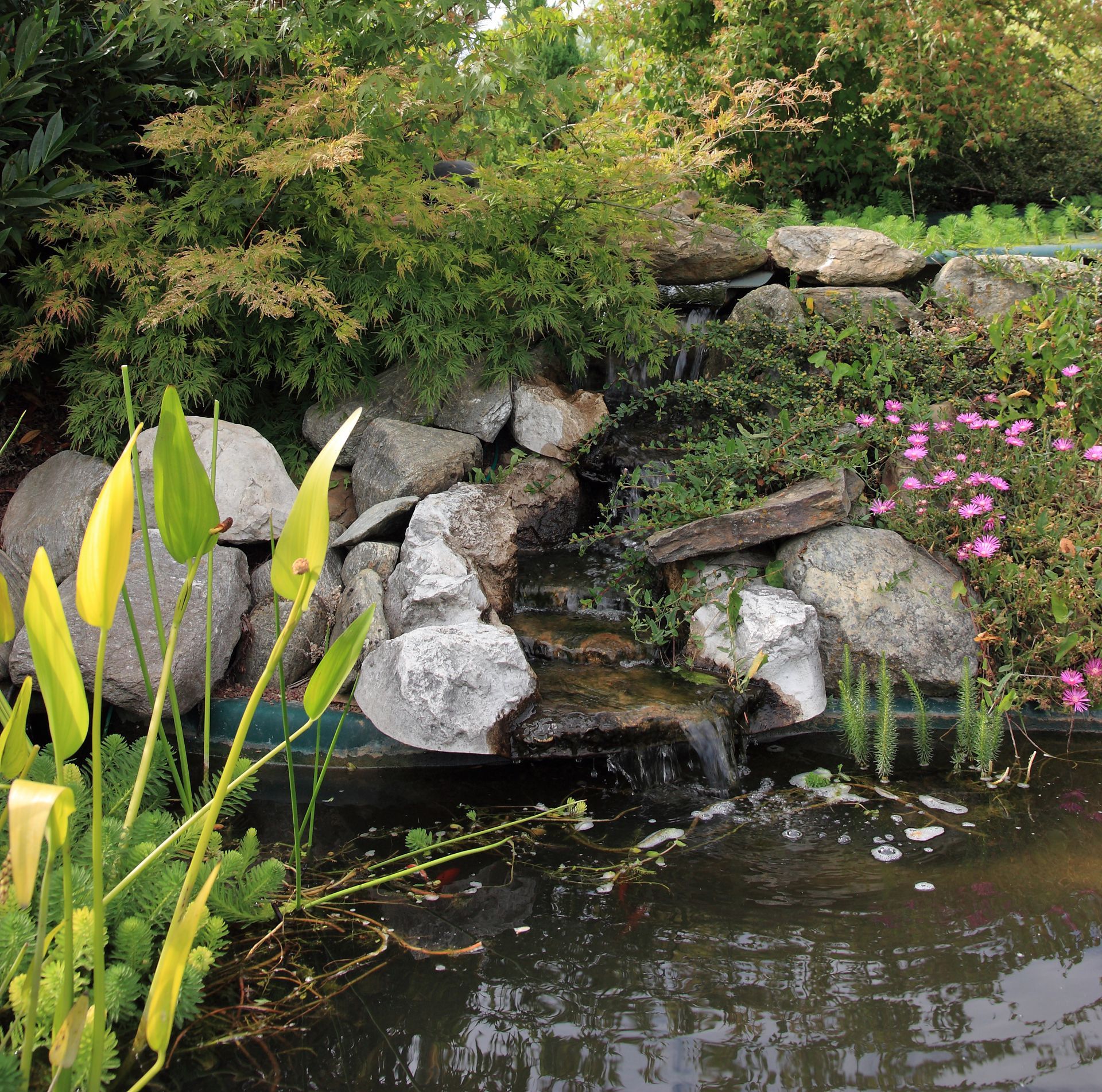 Bassin de jardin avec une petite cascade, des rochers, des plantes vertes et des fleurs roses
