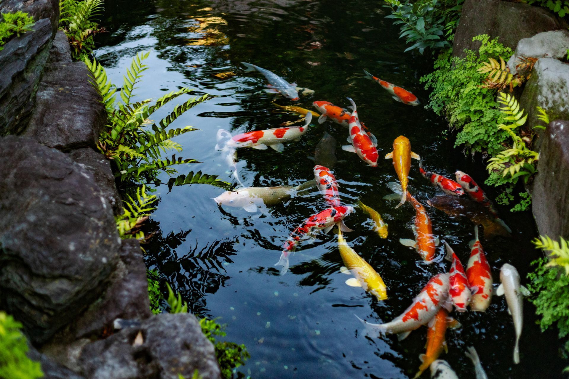 Des carpes koï colorées nagent dans un bassin de jardin, près de rochers et de plantes vertes.