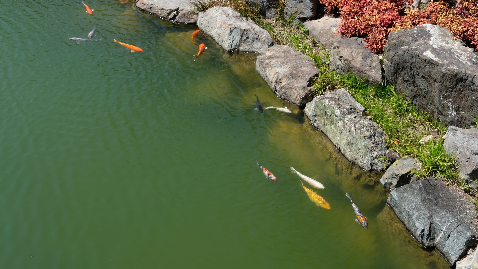 Des carpes koï nagent dans un étang vert, près de gros rochers et de feuillage rouge.