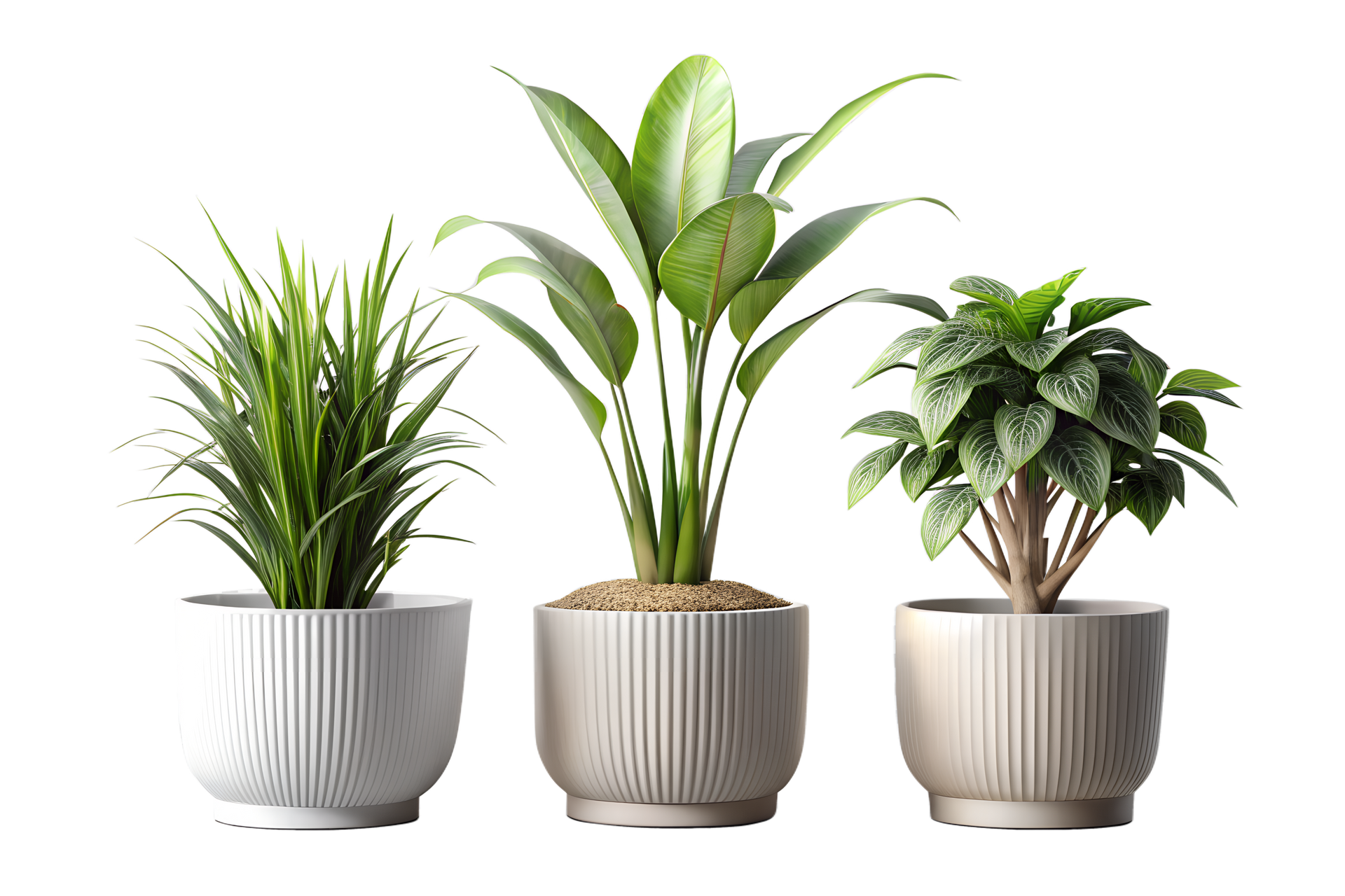Trois plantes de maison.