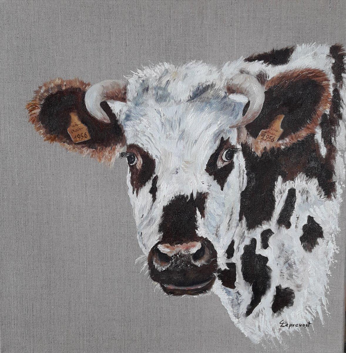 VACHE NORMANDE, MATRICULE 1956 (40X40)