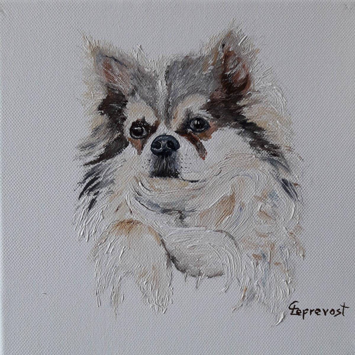 DOUX REGARD DE CHIHUAHUA (20X20)