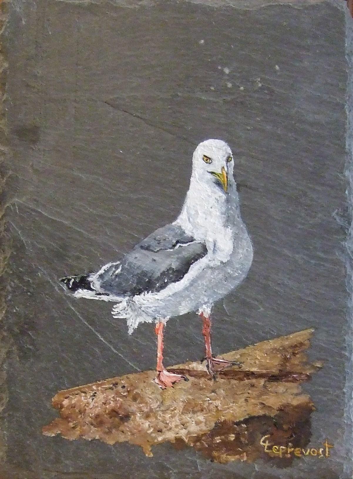 GOELAND POSE SUR UNE PIERRE