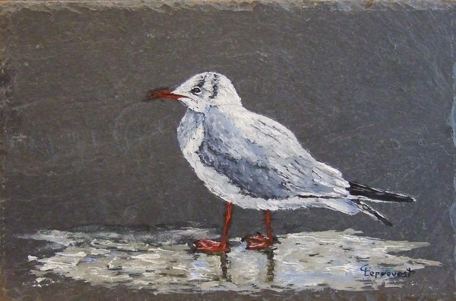 MOUETTE AU BORD DE L'EAU
