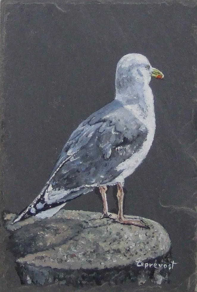 GOELAND COUCHE SUR UNE PIERRE