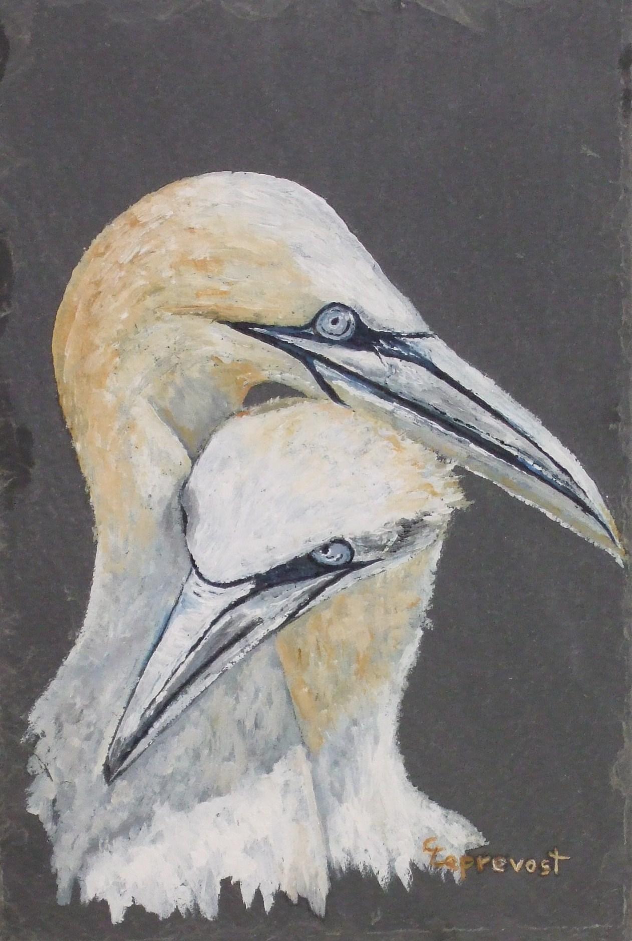 COUPLE DE FOUS DE BASSAN