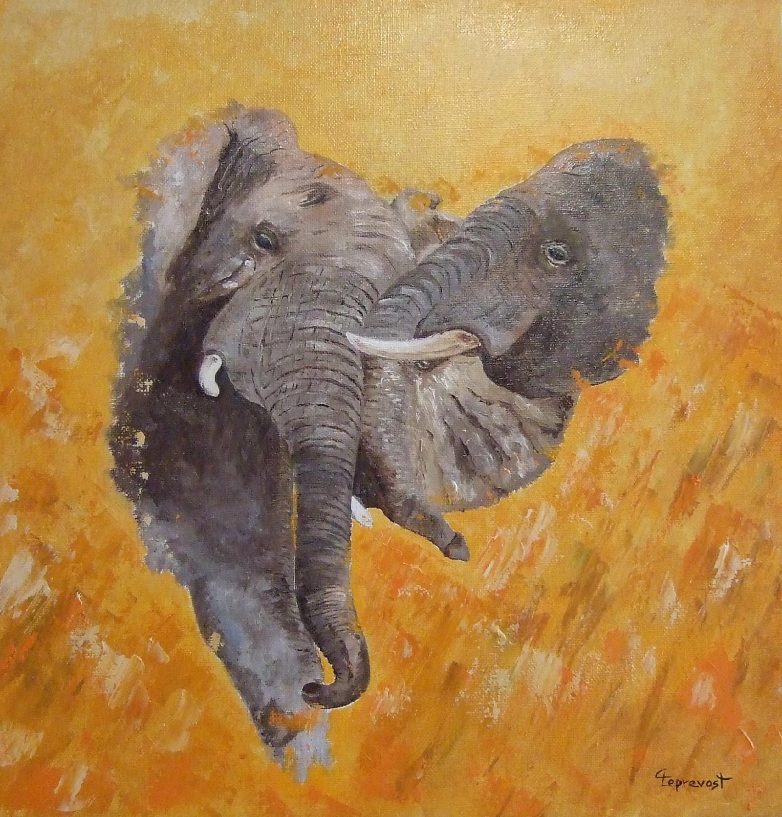 CALINS D'ELEPHANTS (40X40)