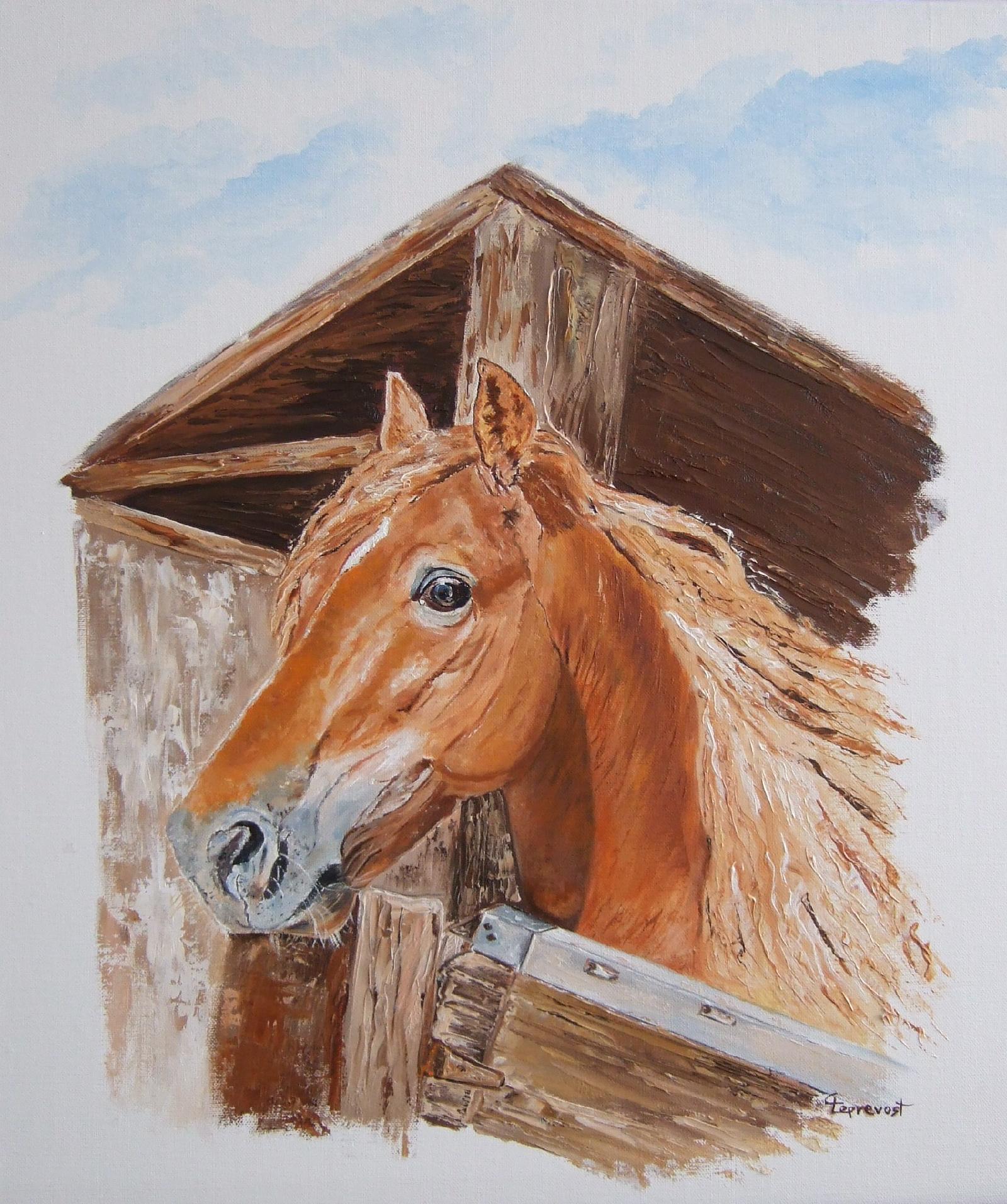 Portait de Maraquero l'étalon