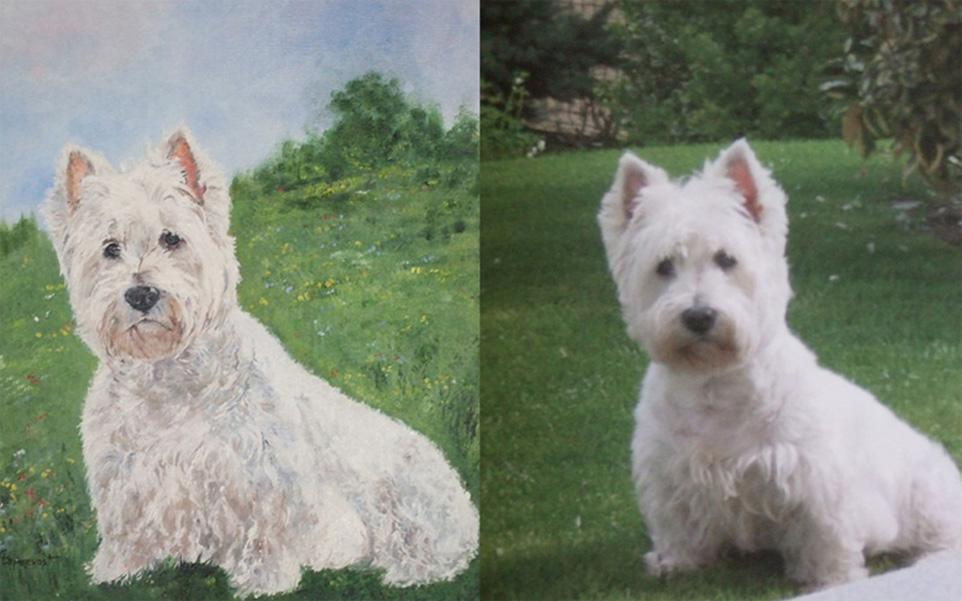 Photo et portrait deLuna le bichon