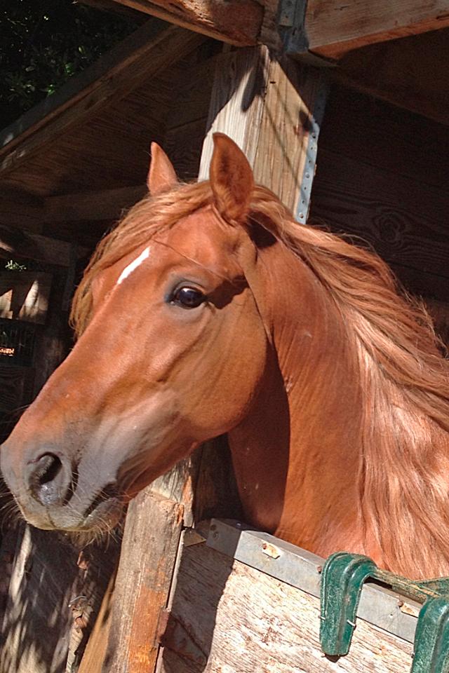 MARAQUERO cheval 1 Michele