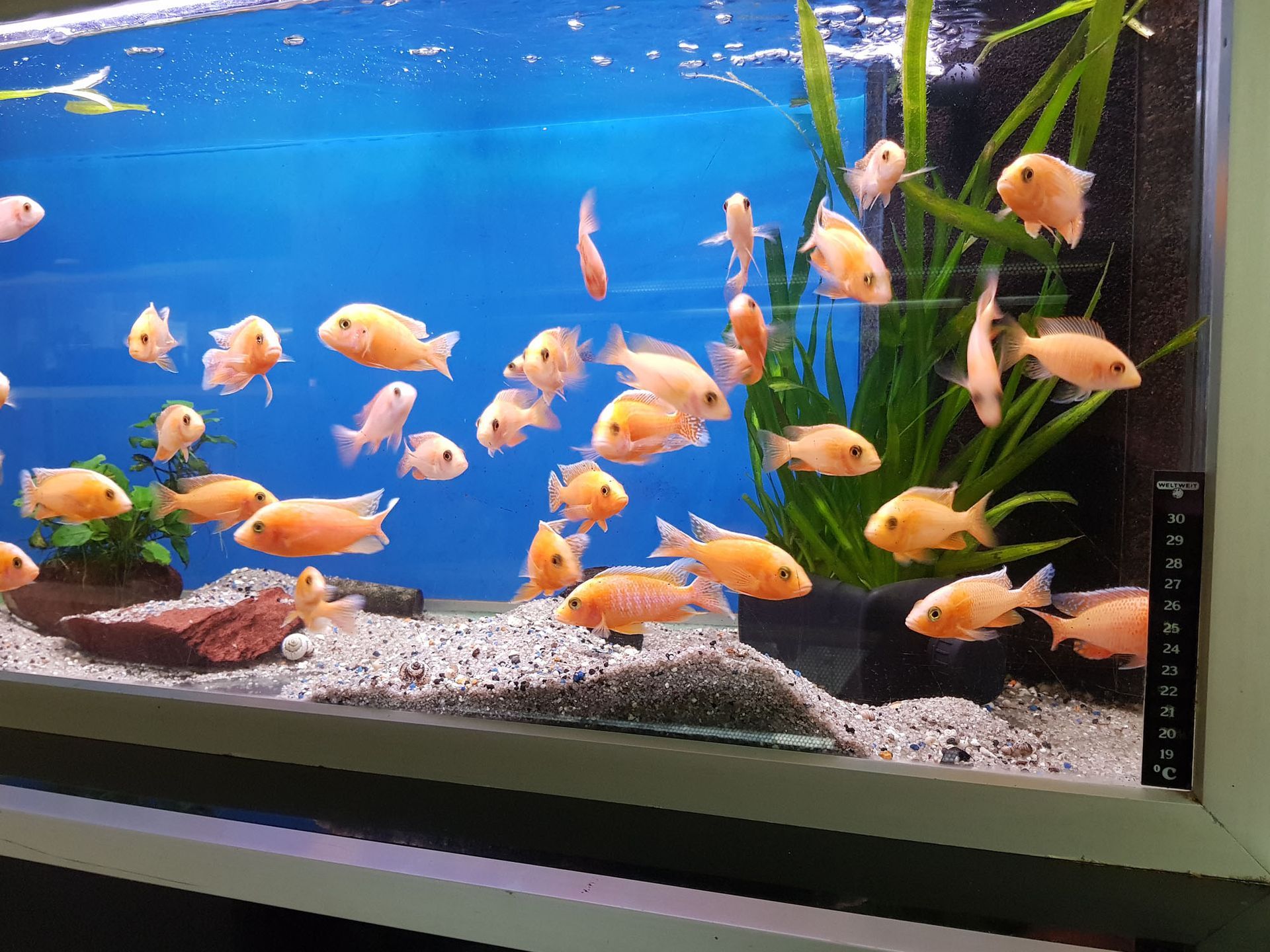 Fische kaufen - Aquaristik Utzinger in Affeltrangen