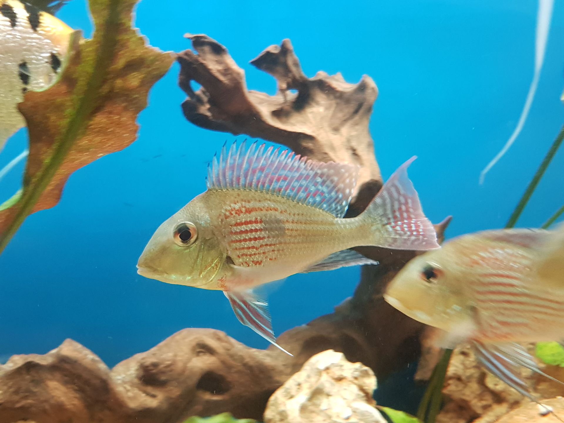 Fisch Dekoration kaufen - Aquaristik Utzinger in Affeltrangen