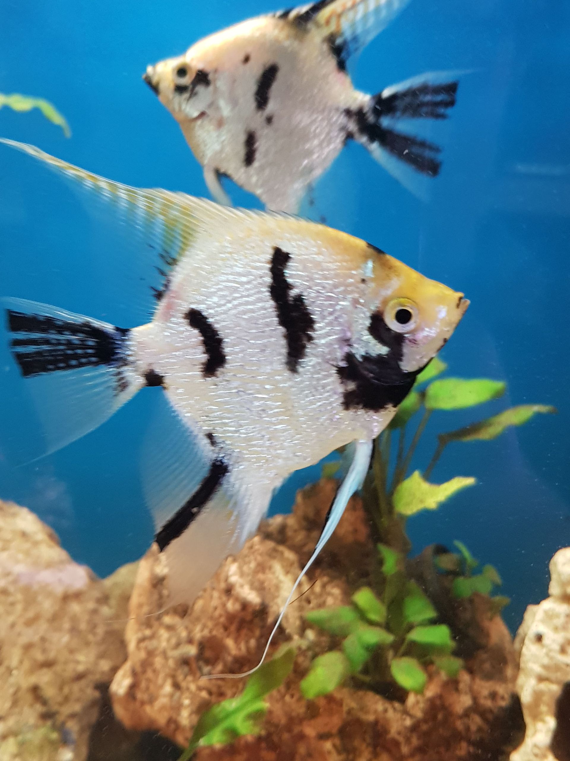 Aquariumzubehör kaufen - Aquaristik Utzinger in Affeltrangen