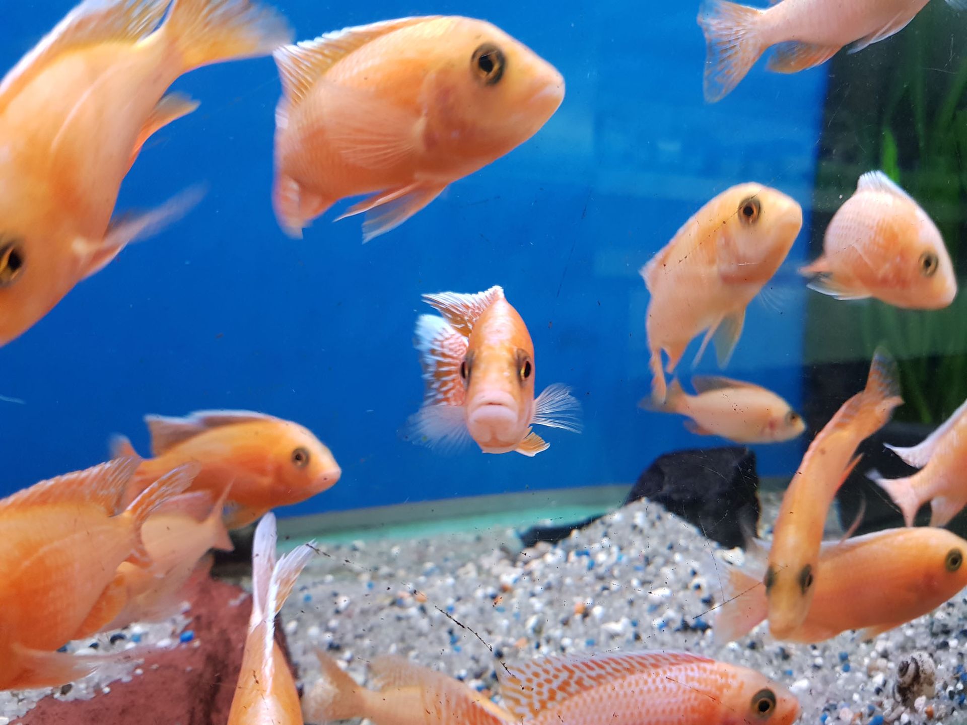 Aquarium Dekoration kaufen - Aquaristik Utzinger in Affeltrangen